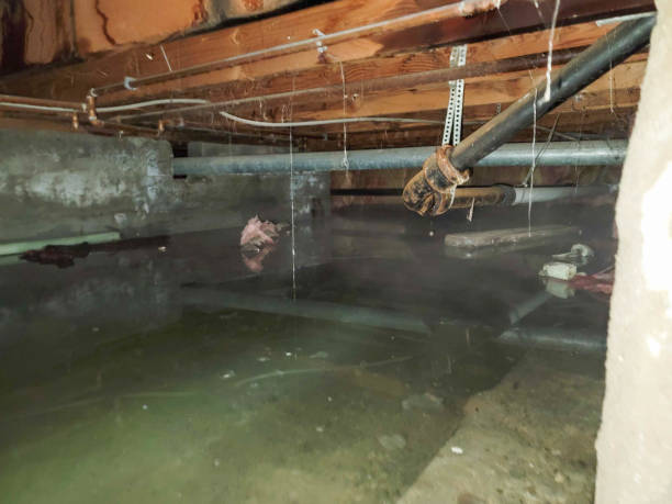Best 24/7 water damage repair  in Dowagiac, MI