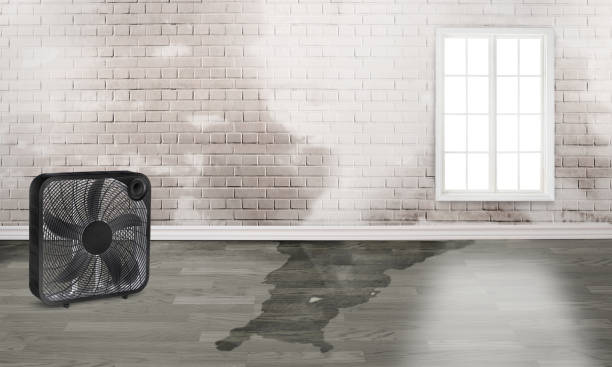 Best Ceiling water damage repair  in Dowagiac, MI